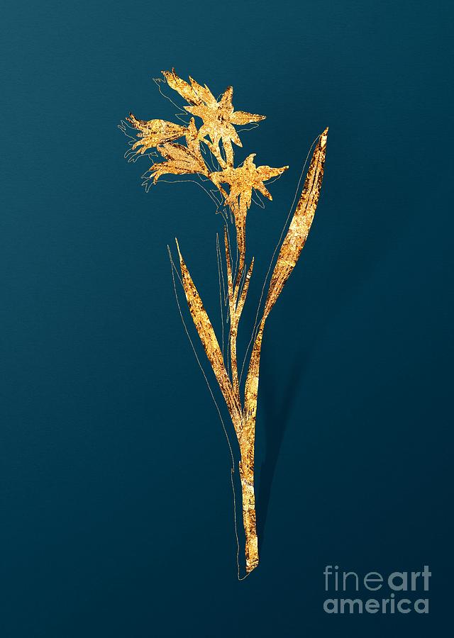Gold Gladiolus Cuspidatus Botanical Illustration on Teal #1 Mixed Media by Holy Rock Design