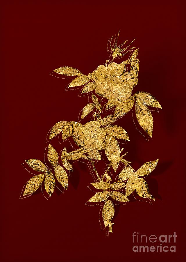 Gold Pink Boursault Rose Botanical Illustration on Red #1 Mixed Media by Holy Rock Design
