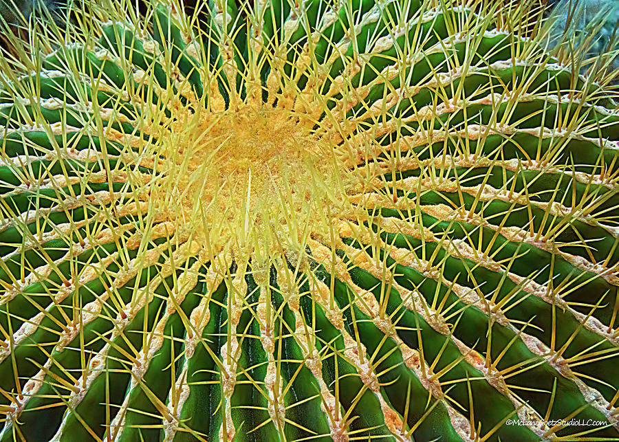 Golden Barrel Cactus #1 Photograph by LeeAnn McLaneGoetz McLaneGoetzStudioLLCcom