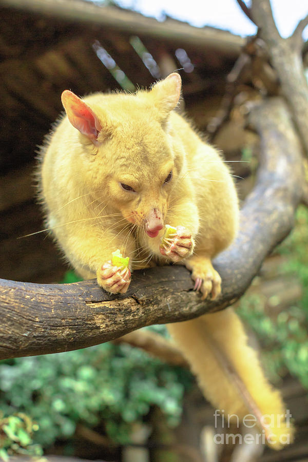 Golden brushtail possum #1 Photograph by Benny Marty