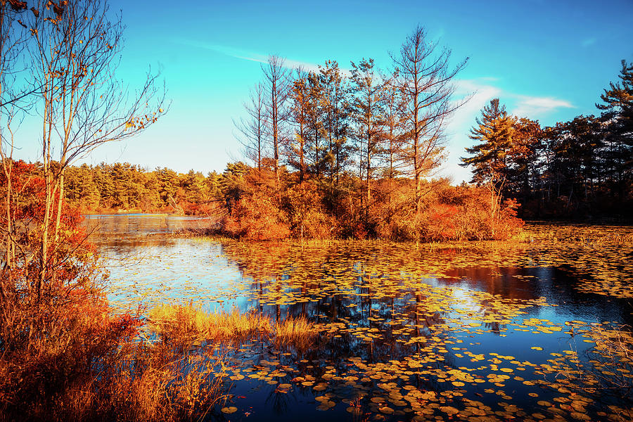 Golden colors of autumn #1 Photograph by Lilia S