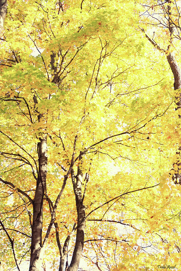 Golden Colors of Autumn #1 Photograph by Trina Ansel