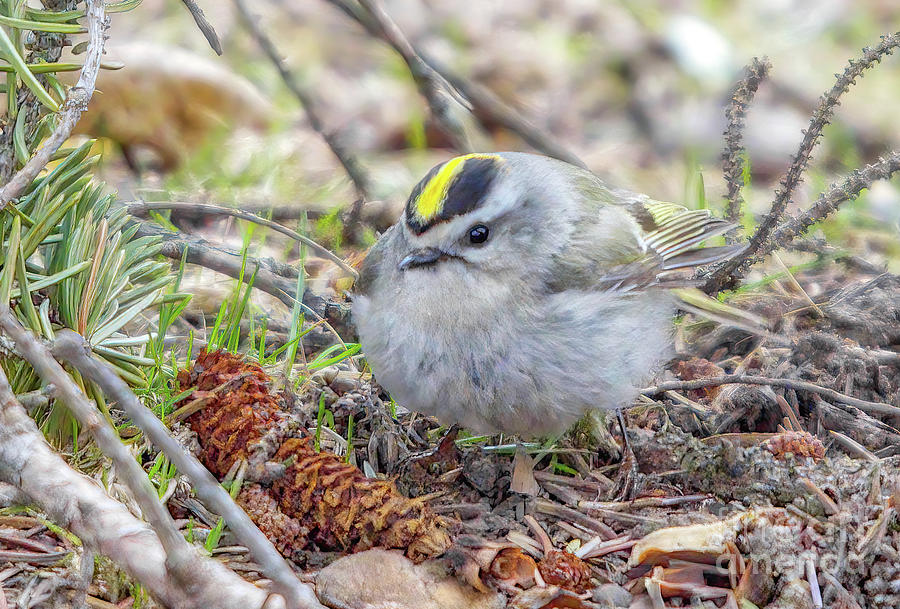 Golden-Crowned Kinglet #2 Photograph by Charline Xia