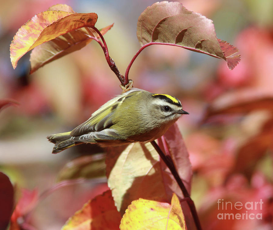 Golden-crowned Kinglet Photograph - Golden-crowned Kinglet by Gary Wing Golden-crowned Kinglet Photograph - Golden-crowned Kinglet by Gary Wing