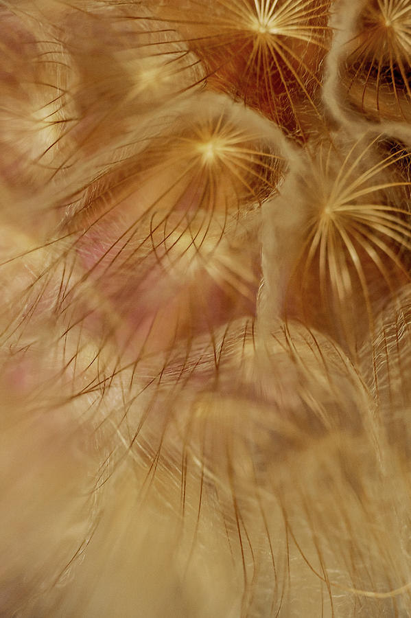 Golden Dandelions #1 Photograph by Iris Greenwell
