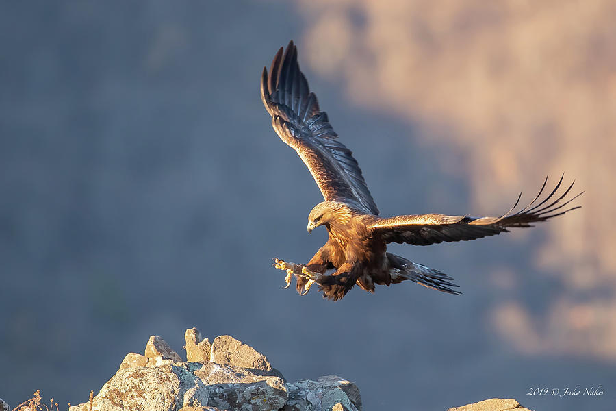 Golden eagle at golden hour - Aquila chrysaetos Photograph by Jivko Nakev