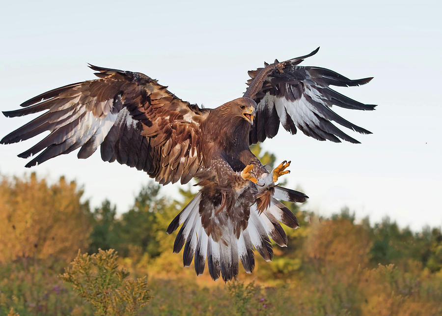 Golden Eagle #1 Photograph by CR Courson