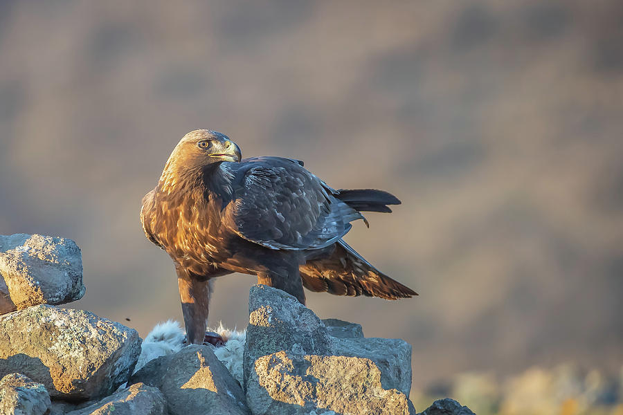 Golden eagle with prey at golden sunset - Aquila chrysaetos #1 Photograph by Jivko Nakev