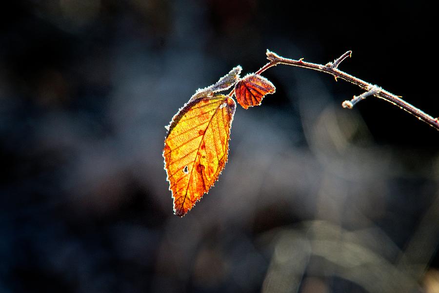 Golden Glowing Leaf Photograph