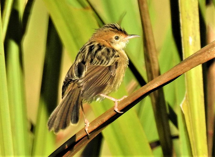 Golden headed cisticola 3 #1 Photograph by Athol KLIEVE - Fine Art America