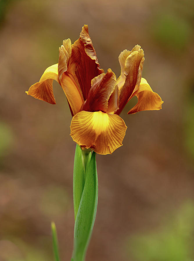 Golden Iris #1 Photograph by Mary Jo Allen