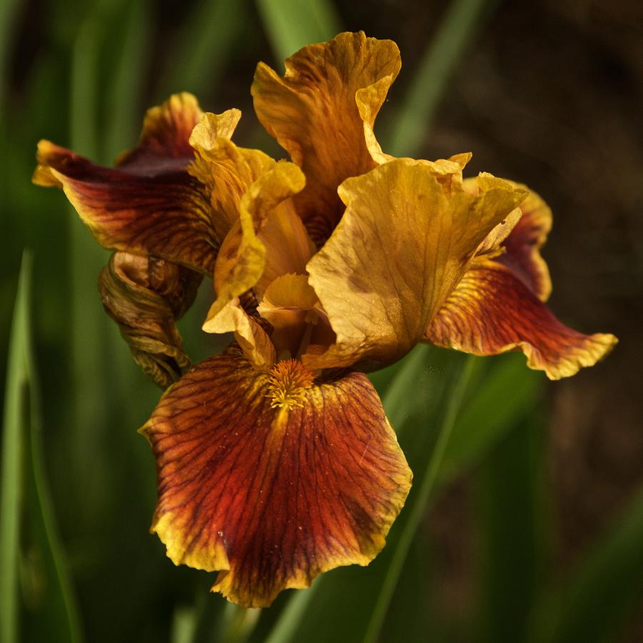 Golden Iris #1 Photograph by Richard Cummings