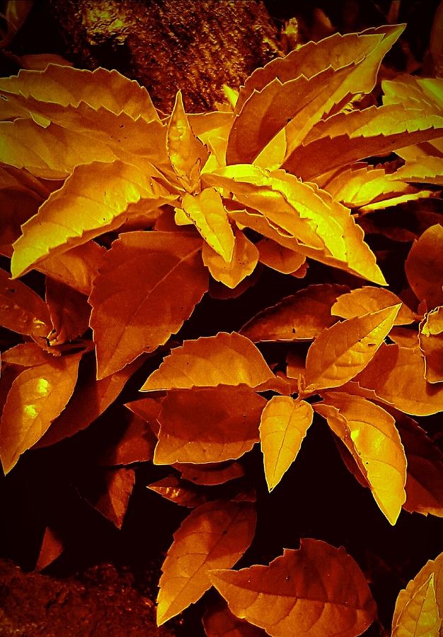 Golden Leaves #1 Photograph by Loraine Yaffe
