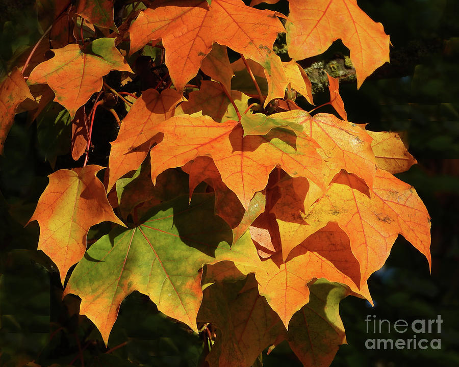 Golden Leaves Photograph