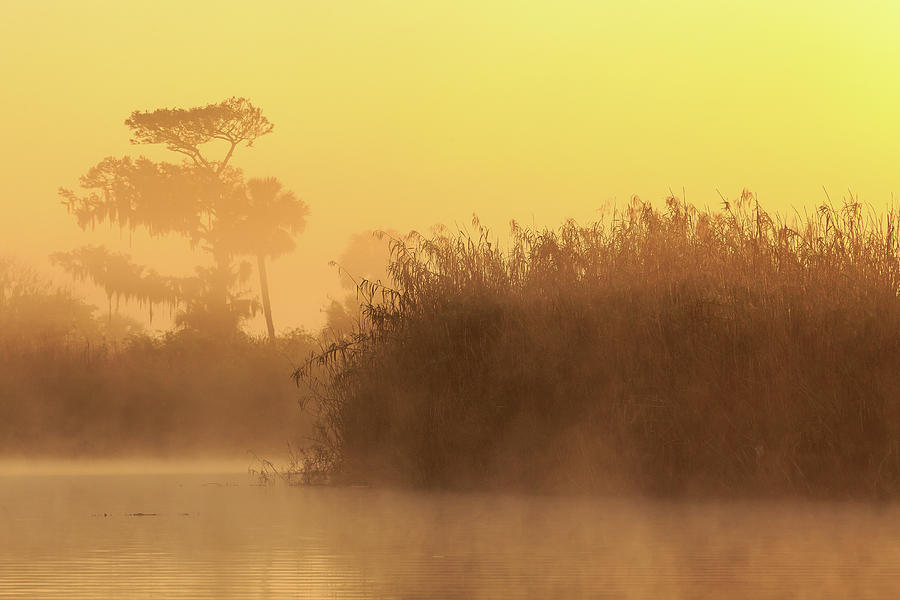 Golden Mist #1 Photograph by Stefan Mazzola