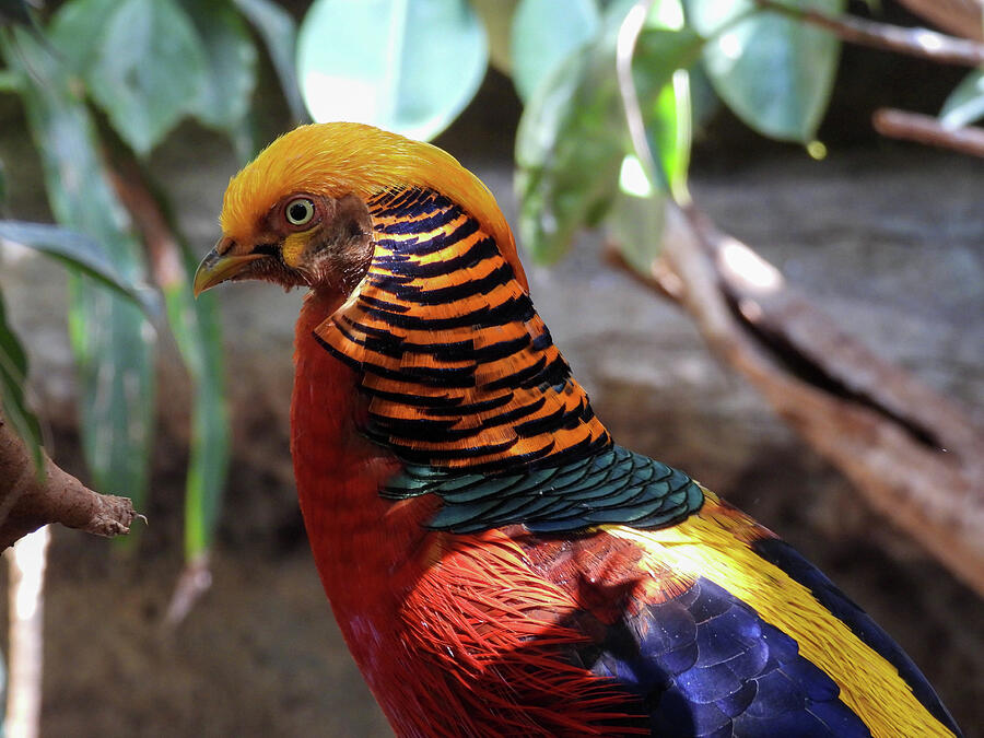 Golden pheasant at Bird Kingdom in Ontario, Canada Photograph by Lisa ...