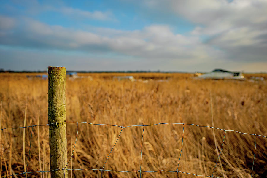 Golden reed bed in the Norfolk Broads #1 Photograph by Chris Yaxley