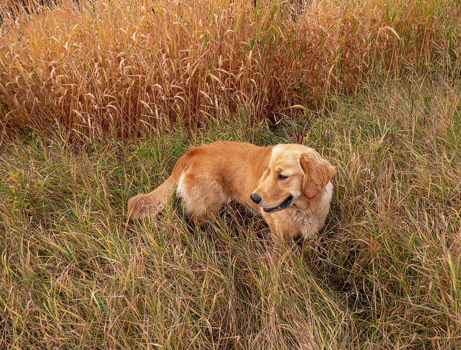 Golden Photograph - Golden Retriever In Tall Grass by Karen Rispin
