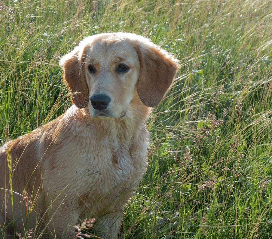 Golden Retriever In The Field Photograph by Karen Rispin