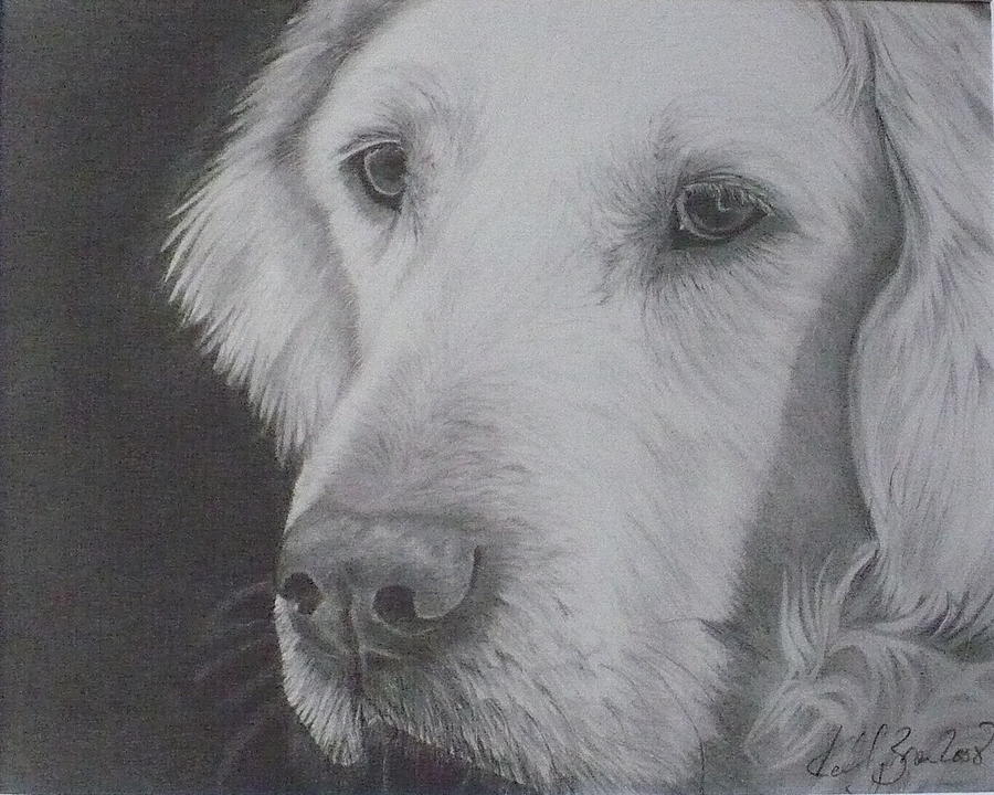 Dog Portraits Drawing - Golden retriever #1 by Kelly Brown