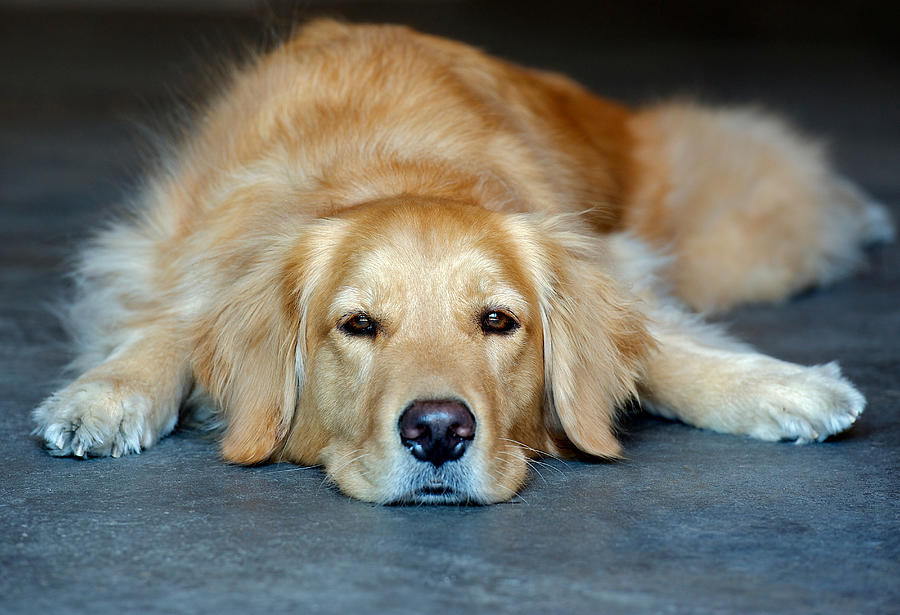 Golden retriever lying down #1 Photograph by Zoom Pet Photography