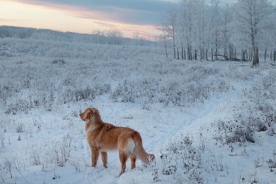 Winter Photograph - Golden Retriever On A Snowy Walk #1 by Phil And Karen Rispin