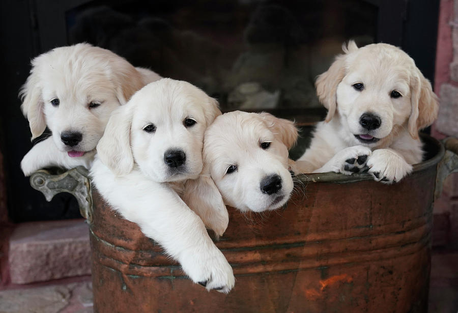 Golden Retriever Puppies #1 Photograph by Rick Wilking