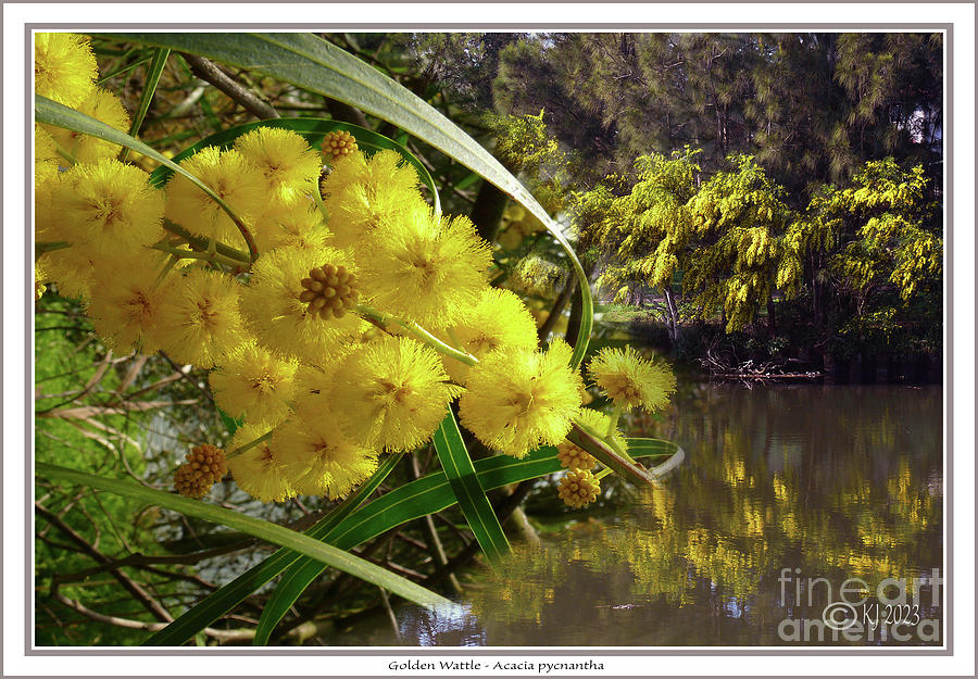 Golden Wattle- Acacia pycnantha #1 Photograph by Klaus Jaritz