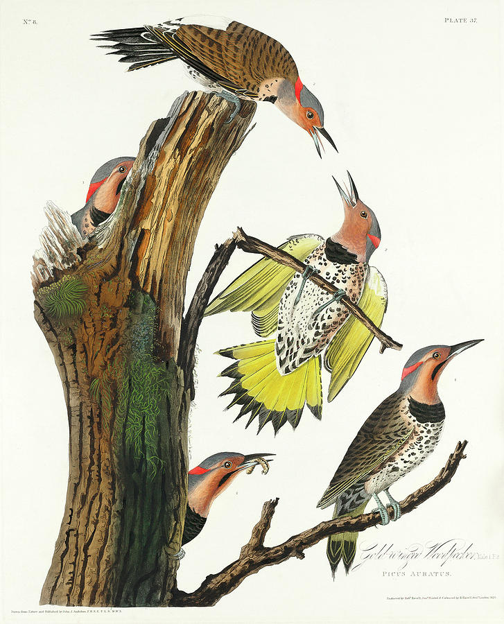 Audubon Birds Drawing - Golden-winged Woodpecker #1 by John James Audubon