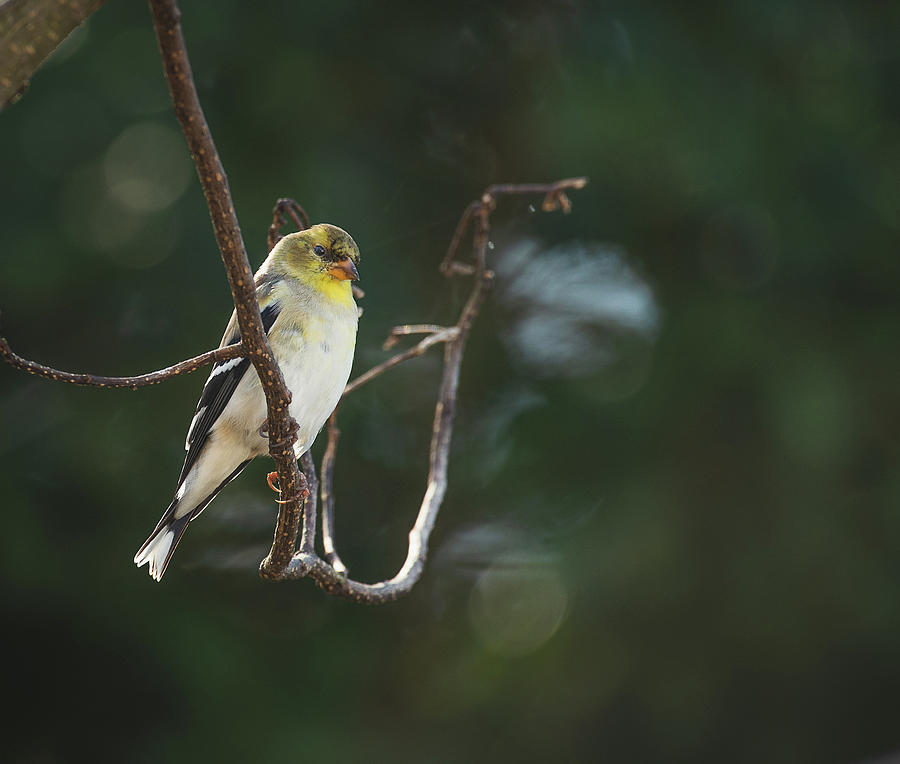 Goldfinch #1 Photograph by Lori Rowland