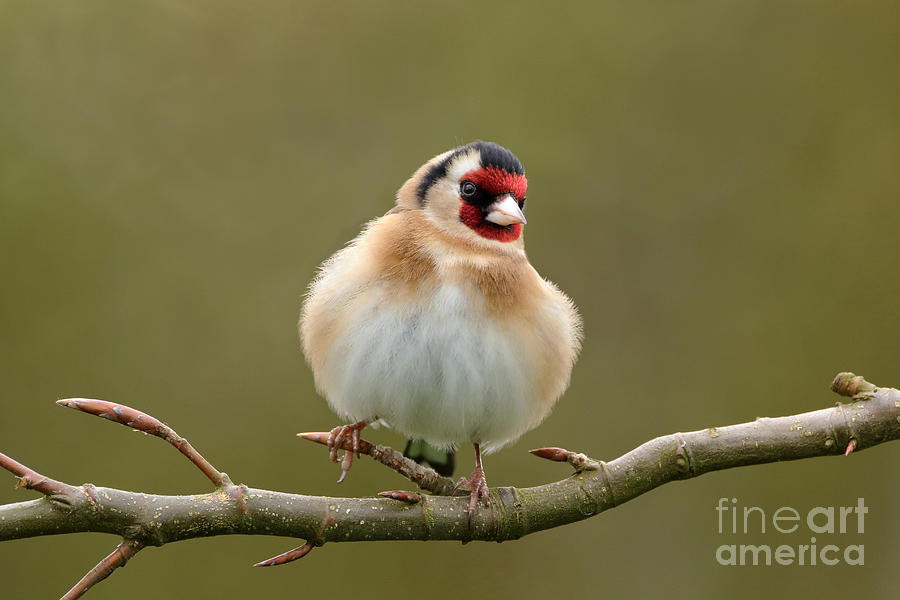 Goldfinch #1 Photograph by Peter Skelton