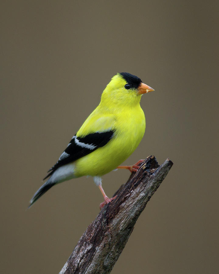 Goldfinch #1 Photograph by Timothy McIntyre