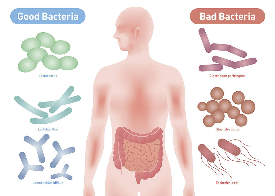 Good Bacteria and Bad Bacteria #1 Drawing by Chombosan