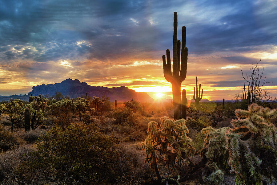 Good Morning Arizona Style Photograph by Saija Lehtonen - Fine Art America