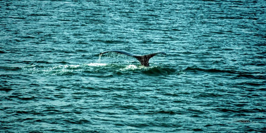 Whale Photograph - Goodbye by Mike Braun Whale Photograph - Goodbye by Mike Braun