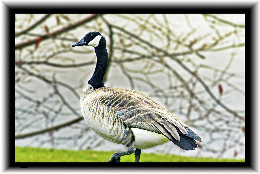 Goose by Lake #1 Photograph by Richard Risely