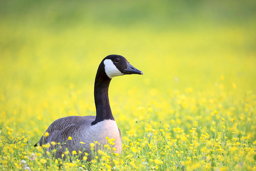 Goose In A May Meadow Photograph