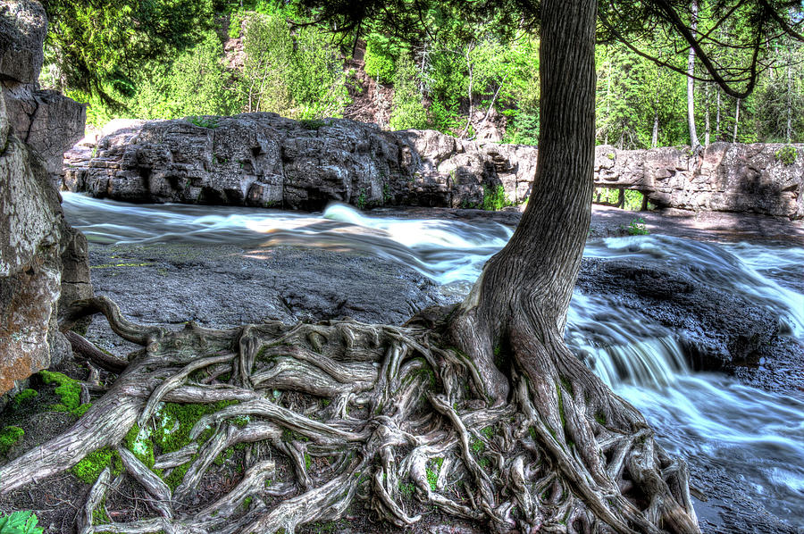 Gooseberry Falls - Twisted Roots Photograph by Bob Kinnison Gooseberry Falls - Twisted Roots Photograph by Bob Kinnison