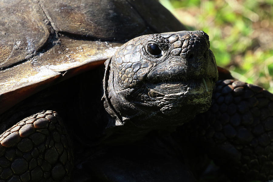 Gopher Tortoise Florida Photograph by Bob Savage - Fine Art America