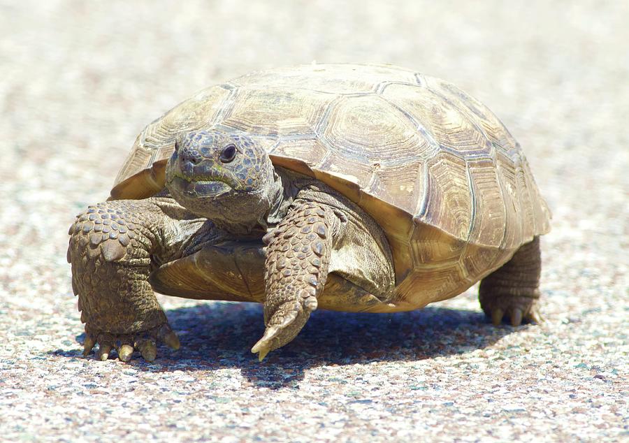 Gopher Tortoise in Florida Photograph by Tom Zugschwert - Fine Art America