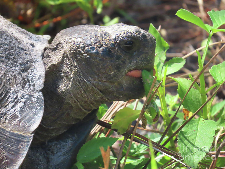 Gopher Tortoise Photograph By Steven Spak - Fine Art America