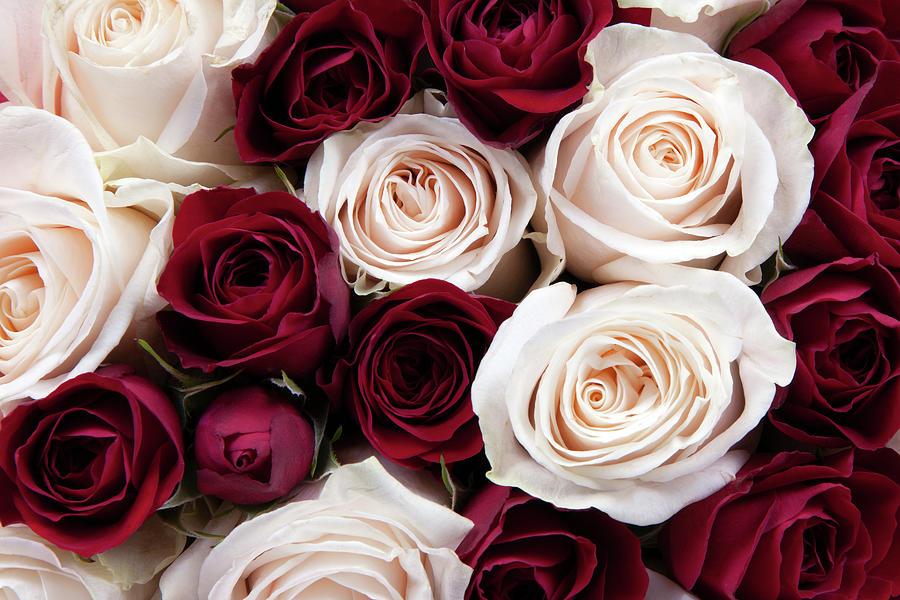 Gorgeous Close-up Of A Bouquet Of Red And White Roses Photograph