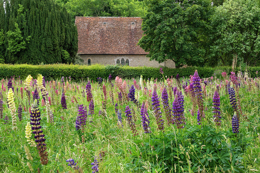 Summer Photograph - Gorgeous Summer meadow of vibrant lupin flowers in English count #1 by Matthew Gibson