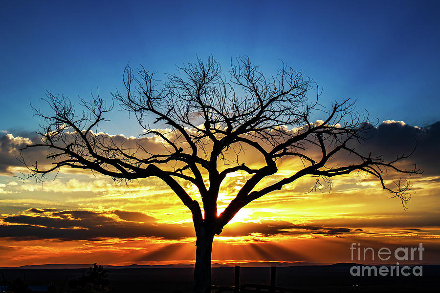 Gorgeous sunset with the Taos Welcome Tree Photograph by Elijah Rael