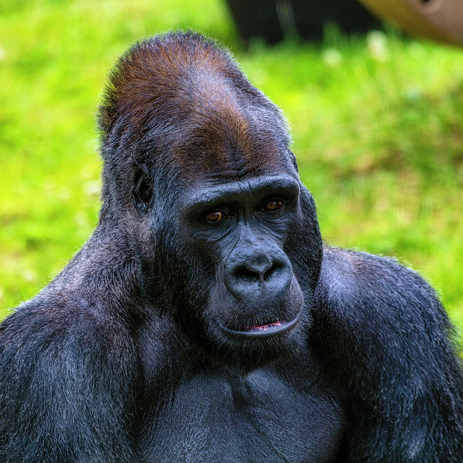 Gorilla Photograph - Gorilla Portrait #1 by Garry Gay