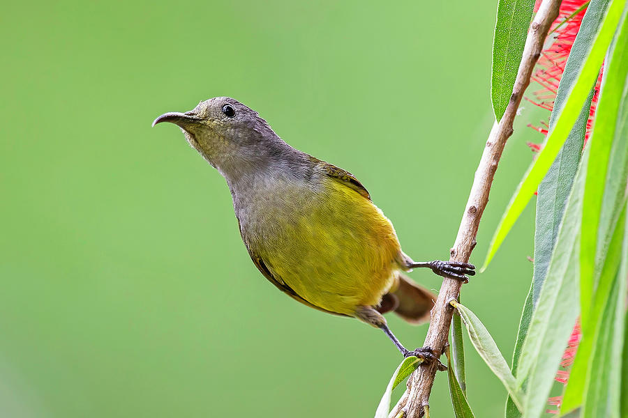 Gould's Sunbird Photograph by Jean-Luc Baron - Pixels