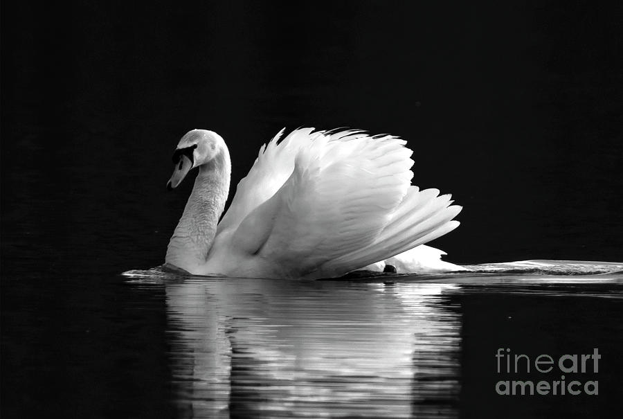 Grace And Beauty Of A Swan Photograph