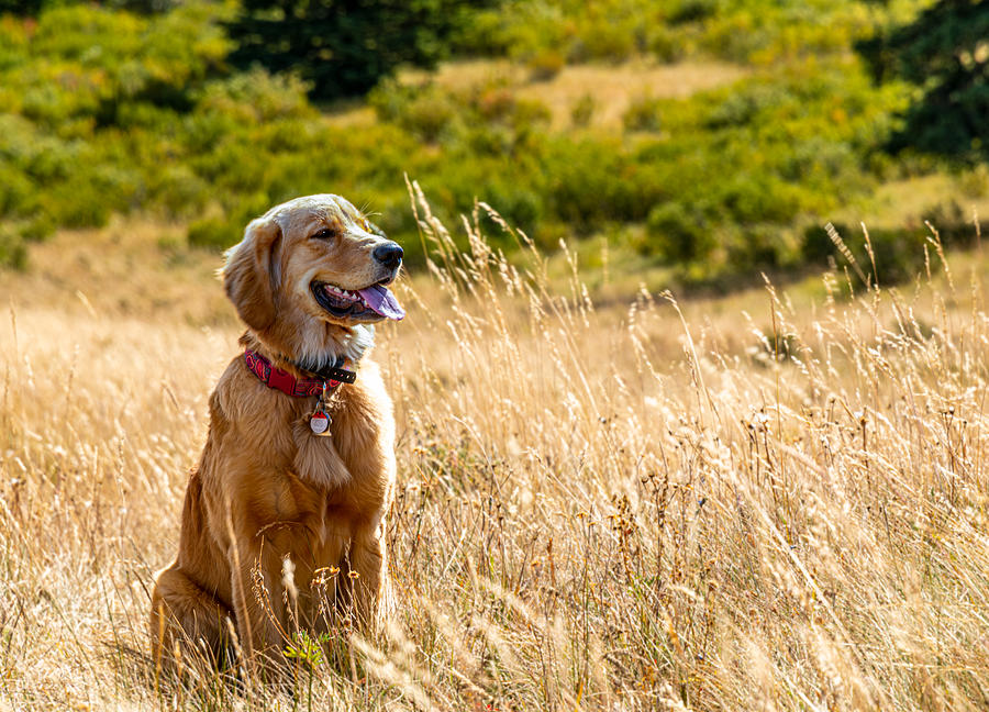 Golden Retriever Photograph - Gracie #1 by Phil And Karen Rispin