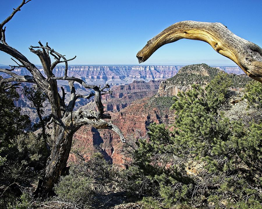 Grand Canyon North Rim Photograph by Ronald Lutz