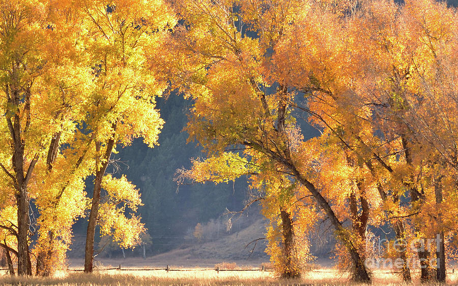 Grand Teton In Autumn Photograph